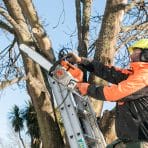 Arborist-2