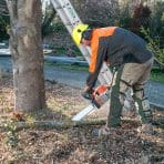 Arborist-3