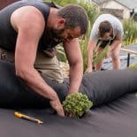 Planting shrubs through weed cloth